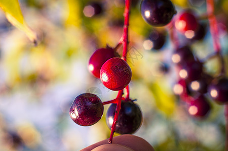 阿罗亚水果浆果绿色食物枝条花园荒野叶子白色团体苦莓图片