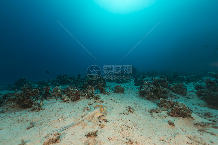 红海的蓝斑刺和热带珊瑚礁海景情调蓝色异国珊瑚海洋潜水太阳光射线天堂图片