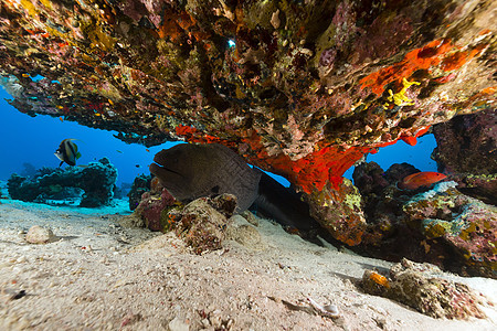 红海的珊瑚下方有巨型摩擦蓝色海洋射线太阳光太阳天堂盐水阳光热带海景图片
