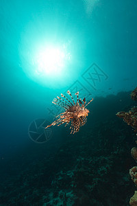 红海的狮子鱼和热带珊瑚礁生活盐水珊瑚海洋太阳光天堂阳光蓝色潜水太阳图片