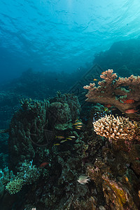 红海热带珊瑚礁和鱼类海景太阳射线太阳光盐水蓝色珊瑚情调海洋生活图片