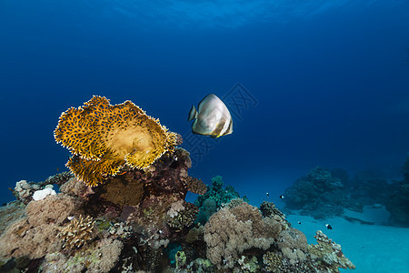 红海热带珊瑚礁和鱼类海洋阳光蓝色天堂射线生活情调场景植物珊瑚图片