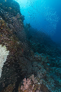 红海的鱼类和热带珊瑚礁盐水射线生活海洋异国天堂海景珊瑚蓝色太阳光图片