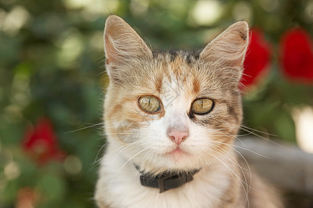 美丽的猫咪白色小猫玫瑰绿色相机条纹眼睛毛皮猫科动物宠物图片