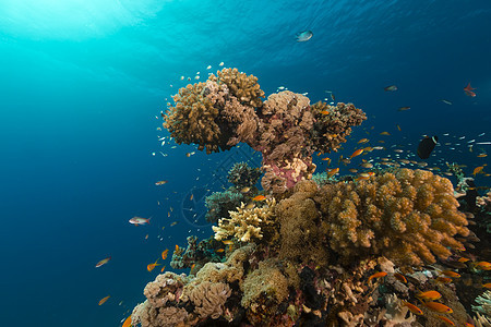红海的鱼类和热带珊瑚礁天堂情调盐水海景蓝色生活异国场景射线珊瑚图片