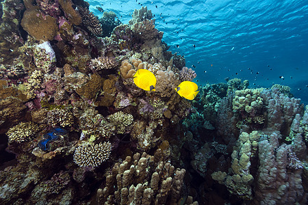 红海的蝴蝶和热带珊瑚礁面罩异国太阳光蒙面珊瑚蓝色潜水阳光植物天堂情调图片