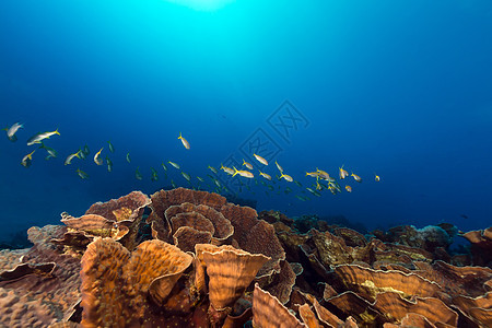 红海的鱼类和热带珊瑚礁太阳光海景射线生活盐水海洋阳光珊瑚情调天堂图片