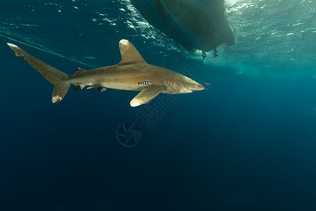 海洋白鲨 位于埃菲因斯通红海液体潜水阳光热带长手蓝色白鳍鲨鲨鱼射线图片