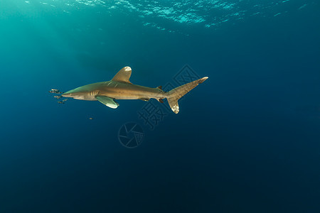 海洋白鲨 位于埃菲因斯通红海热带液体射线鲨鱼白鳍鲨阳光潜水蓝色长手图片