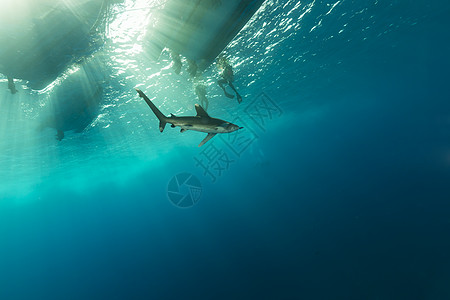 海洋白鲨 位于埃菲因斯通红海潜水射线液体白鳍鲨阳光热带蓝色长手鲨鱼图片