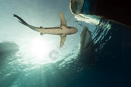 海洋白鲨 位于埃菲因斯通红海鲨鱼潜水阳光热带液体蓝色射线白鳍鲨长手图片