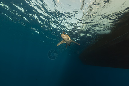 海洋白鲨 位于埃菲因斯通红海鲨鱼射线液体蓝色潜水阳光白鳍鲨长手热带图片