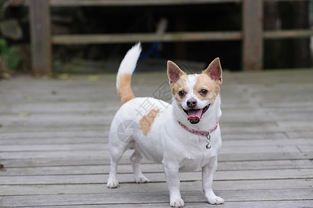 奇瓦瓦狗草地哺乳动物绿色地面血统小狗宠物犬类图片