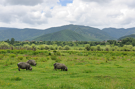 香格里拉提贝丹乡村景观图片