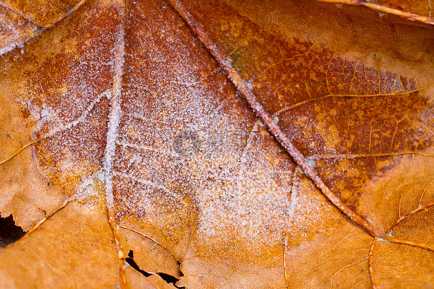 冷冻Leaf水平水晶白色叶子冻结橙子图片