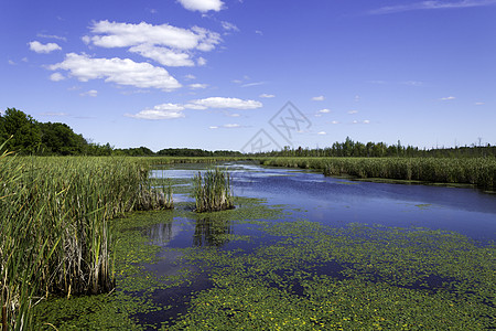 绿色家居美丽的池塘 有尾尾和百合板公园人行道香蒲绿色踪迹背景