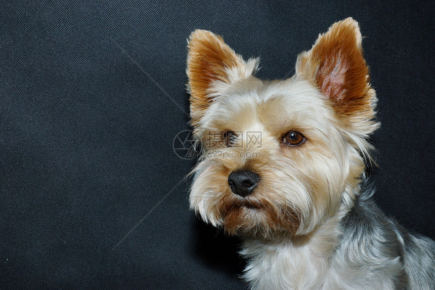 约克郡起重港犬类哺乳动物头发崇拜毛皮动物猎犬魅力宠物班级图片