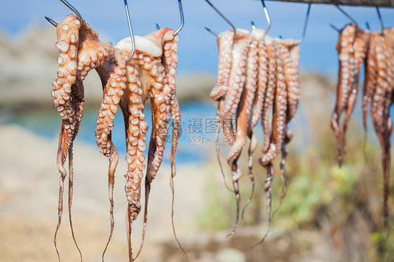 新鲜捕获的鱿鱼厨房烹饪美食动物章鱼食物触手乌贼海鲜头足类图片