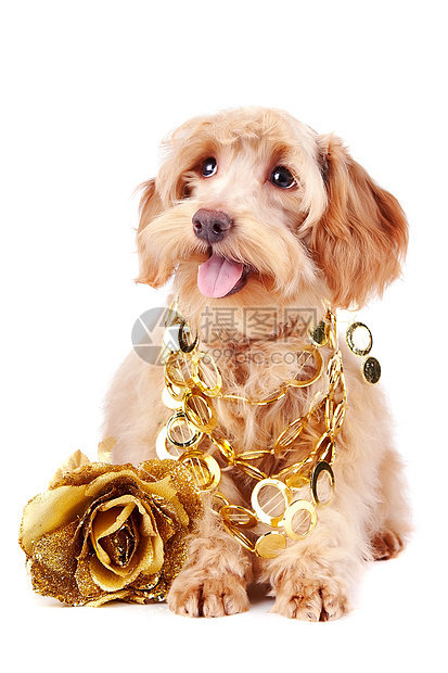 金首饰和金玫瑰的装饰狗图片