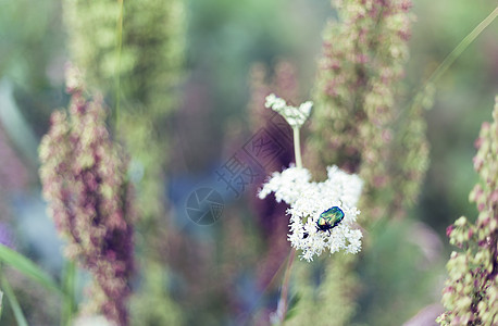 花朵上的昆虫甲虫绿虫自然蝴蝶植物场景草地害虫荒野阳光传粉者男性图片