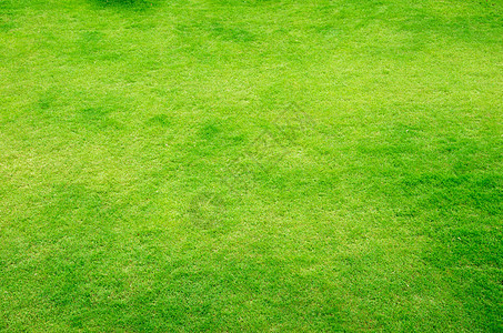 草植物群院子草皮园林投标纹理绿化生长绿色植物绿色图片