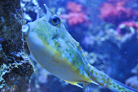 双角公牛鱼黄色情调盐水热带长角牛潜水大眼睛水族馆异国珊瑚图片