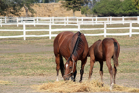 马和马在野猪农场现场畜栏场地干草动物棕色哺乳动物牧场绿色图片