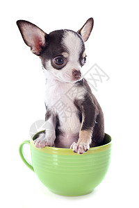 在杯子里的小小狗吉娃娃宠物动物伴侣犬类尺寸咖啡杯棕色白色工作室茶壶图片