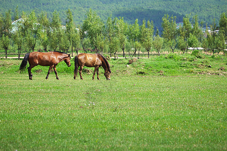 两匹马在草地上放牧草原马匹农村哺乳动物家畜森林动物场地国家团体图片