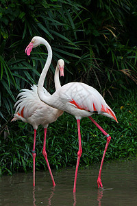 大火烈鸟红色火烈鸟团体异国情调鸟鸟热带动物园海洋动物图片