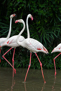大火烈鸟火烈鸟海洋粉色野生动物团体热带鸟鸟动物园异国动物图片