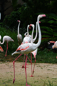 大火烈鸟热带异国海洋野生动物团体动物红色动物园粉色火烈鸟图片