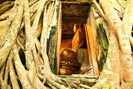 树根根吸收废墟 泰国的Temple纪念碑雕像宗教旅行信仰佛教徒冥想文化绘画石头图片