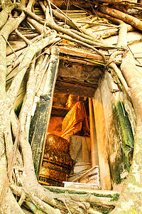 树根根吸收废墟 泰国的Temple雕像宗教艺术冥想砂岩杂草佛教徒地标寺庙祷告图片