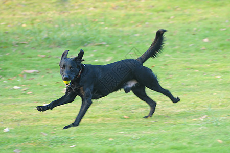 拉布拉多犬跑狗绿色伴侣哺乳动物犬类黑色朋友草地宠物跑步猎犬图片