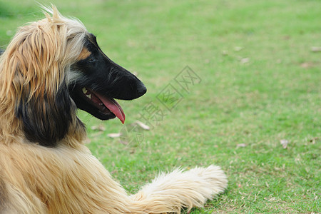 阿富汗猎犬狗草地犬类黄色公园小狗猎犬动物哺乳动物灰色说谎图片