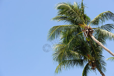 棕榈树棕榈绿色可可树叶热带叶子晴天椰子植物图片