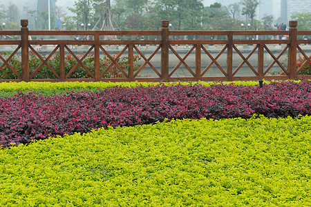 花园园花园击剑植物曲线植物群圆圈栅栏护栏公园园艺高清图片