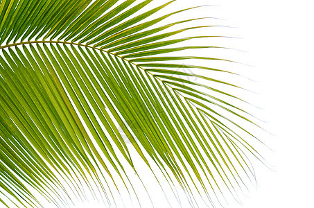 棕榈叶植物绿色叶子椰叶背景图片