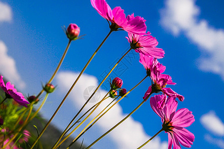 花花瓣草地香味蓝色女性化红花花园紫色季节植物图片