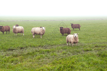 野外的雾中 有绵羊图片