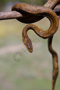 木棍上的河流蛇 背景模糊的木棍姿势运输森林毒液野生动物危险爬行动物蠕变毒蛇木头图片