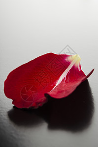红玫瑰花瓣玫瑰周年奢华浪漫叶子红色婚礼卡片庆典纪念日背景图片