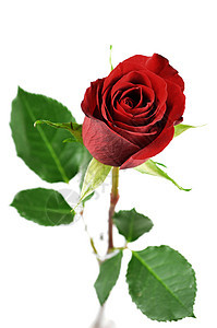 红玫瑰白色浪漫红色礼物周年纪念日背景图片