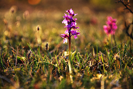 紫花朵野花兰花植物石灰石阳光荒野保护紫色美丽草原图片