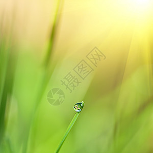 绿草 有水滴和阳光照耀装饰草地框架叶子季节场地风格生长环境刀刃图片