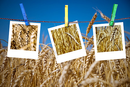 小麦照片挂在绳子上 与小麦田对面的针钉相撞图片