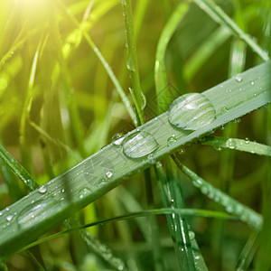 绿草 有水滴和阳光照耀园艺草地生长风格植物场地花园院子季节公园图片