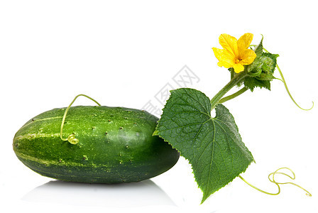 绿黄瓜 白的叶子和花朵 白的与世隔绝市场植物厨房宏观烹饪营养树叶文化饮食食物图片