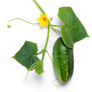 绿黄瓜 白的叶子和花朵 白的与世隔绝市场植物饮食文化季节蔬菜宏观花园营养厨房图片